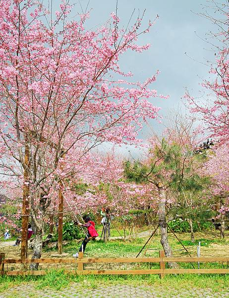 夢幻鞦韆上 の 千島櫻 * 桃園 . 恩愛農場 ( 拉拉山 )