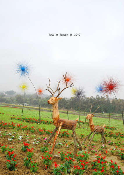彩虹 . 雪花飄 * 2010 銅鑼杭菊季