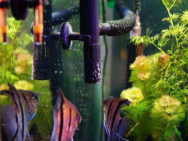 埃及神仙產卵 埃及神仙產卵