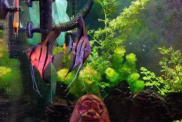 埃及神仙產卵-孵化-餵食-照顧-看小孩