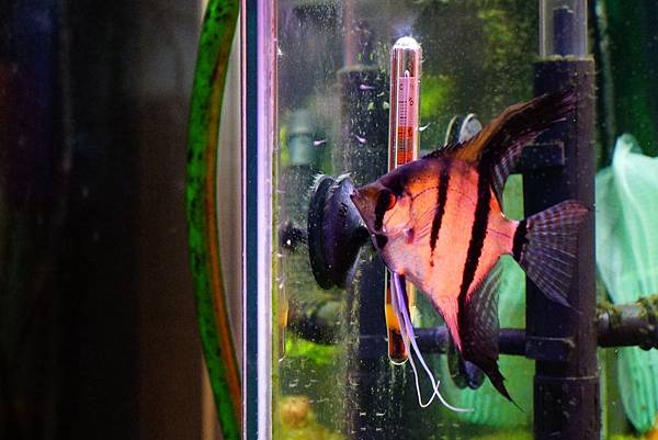 埃及神仙產卵-孵化-餵食-照顧-看小孩