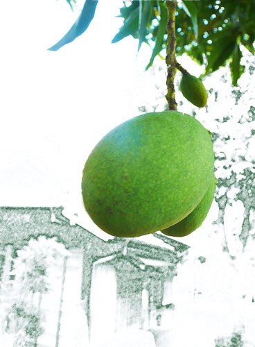 306144_341684509236234_1103690268_n