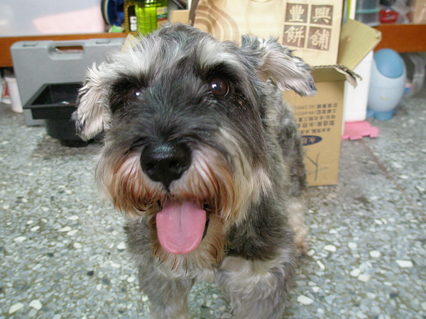 可愛的大眼 可愛的大眼