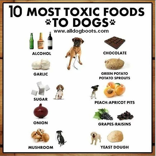 40f56c7899cafa592f784ed31d4f6394_dog14