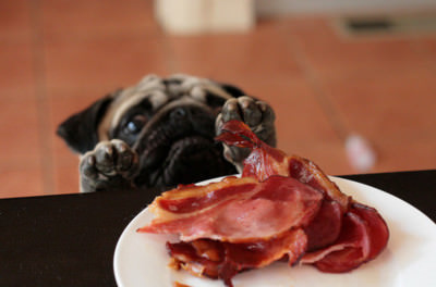 Pug_Bacon