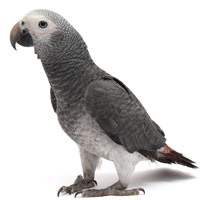 timneh-african-grey