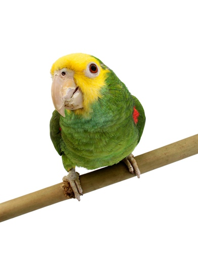 Double-Yellow-Headed-Amazon-2