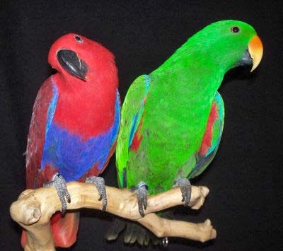 Eclectus2WBPa_AcB260
