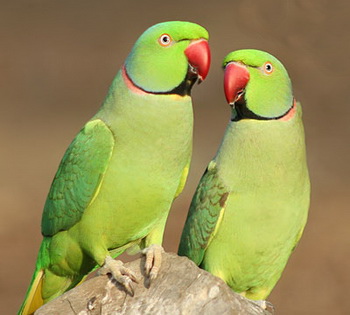Indian_Ringnecks_site_edit