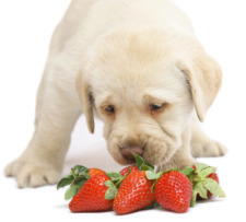 vegetarian-dog-food