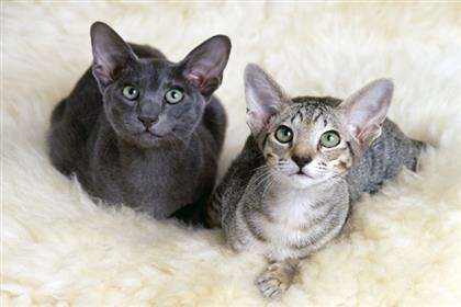 wacky-cats4_lg