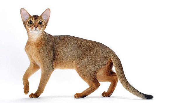 Abyssinian-4-645mk062211 Abyssinian-4-645mk062211