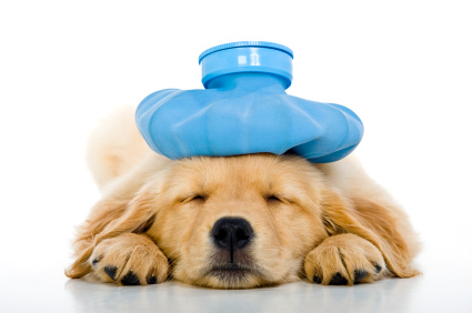 sick-dog-2
