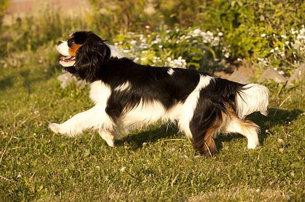 cavalier-king-charles-spaniel-12 cavalier-king-charles-spaniel-12