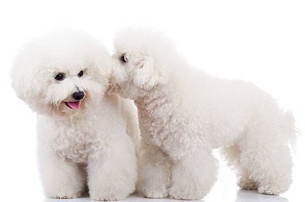 bichon-frise bichon-frise