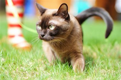 cats-for-kids5_lg cats-for-kids5_lg