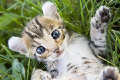 cats-for-kids1_lg
