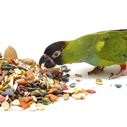 bird-seed