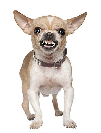 biting-chihuahua