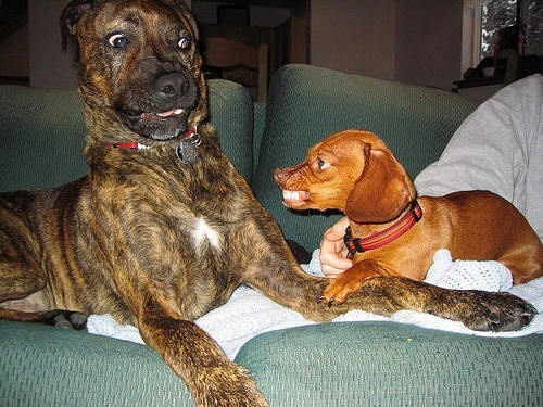 Dog-Fight-domestic-animals-4595960-500-375