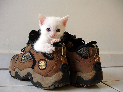 photograph-pets