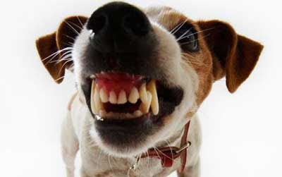 Snarling dog