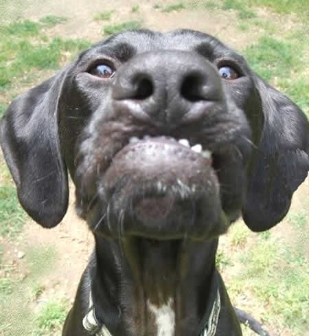 dogfood10