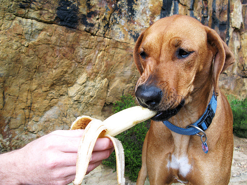 eat-dog