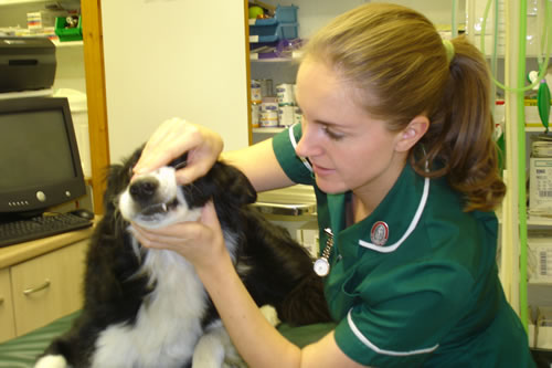 Anna_Johansson_-_vet_nurse_2