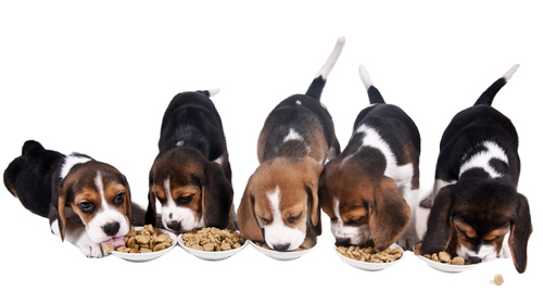 beagle puppies eat dry food small