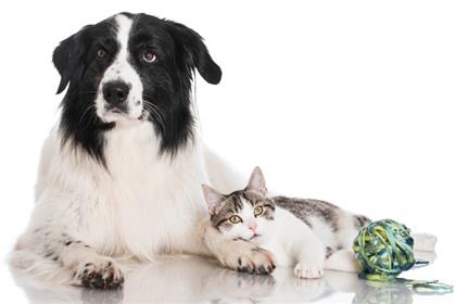 cats-that-like-dogs1_lg