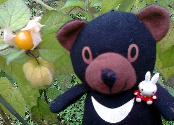 1相片3101秘魯苦蘵_001.jpg 1相片3101秘魯苦蘵_001.jpg