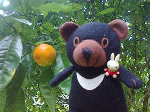 1相片3102南庄橙.jpg 1相片3102南庄橙.jpg