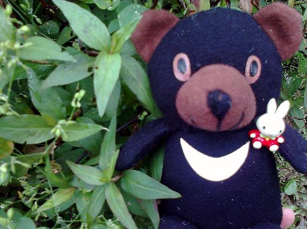 1相片3106_001越南芫荽_001.jpg 1相片3106_001越南芫荽_001.jpg