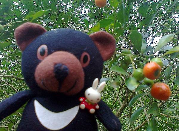 1相片3107_001.jpg 1相片3107_001.jpg