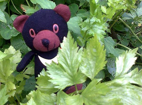 1相片3113_001.jpg 1相片3113_001.jpg