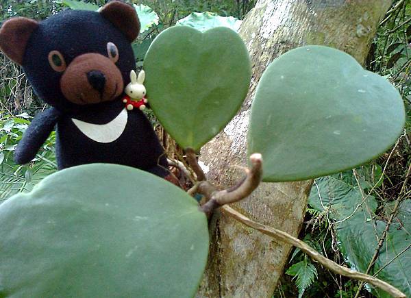 1相片3120_001心形毬.jpg 1相片3120_001心形毬.jpg