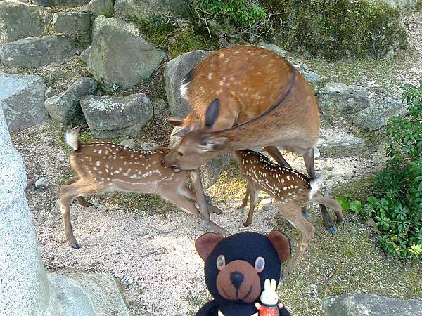 724宮島1307143608.jpg 724宮島1307143608.jpg