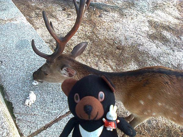 724宮島1307143717.jpg 724宮島1307143717.jpg