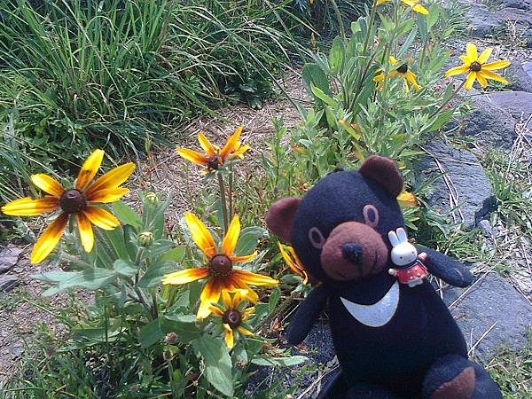 729稚內利尻花 1307144878.jpg