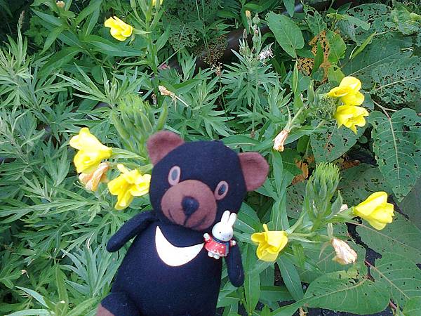 729稚內利尻花 1307144750.jpg