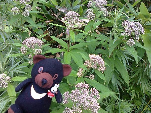 729稚內利尻花 1307144758.jpg