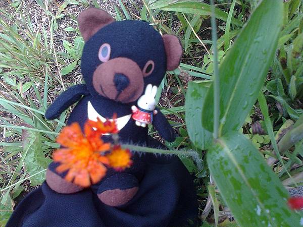 729稚內利尻花 1307144759.jpg