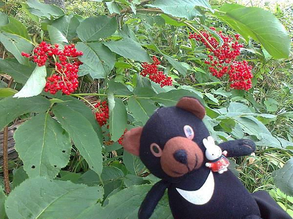 729稚內利尻花 1307144801.jpg