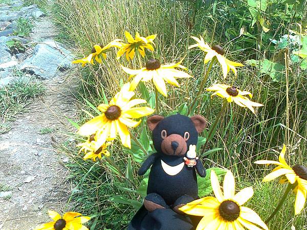 729稚內利尻花 1307144832.jpg