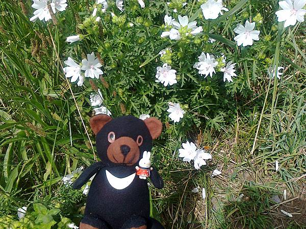 729稚內利尻花 1307144833.jpg