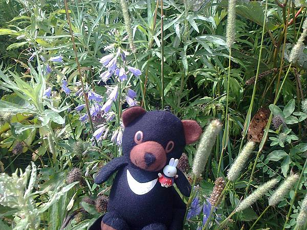 729稚內利尻花 1307144867.jpg