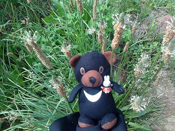 729稚內利尻花 1307144868.jpg