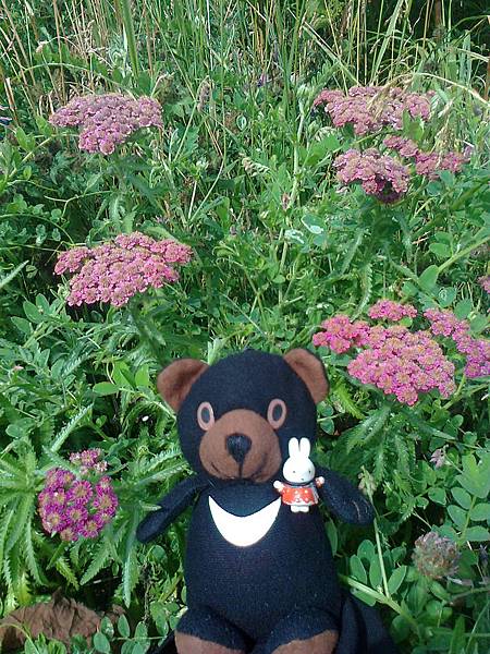 729稚內利尻花 1307144877.jpg