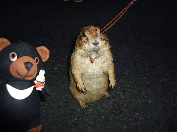 802八戶DSC03230.JPG 802八戶DSC03230.JPG